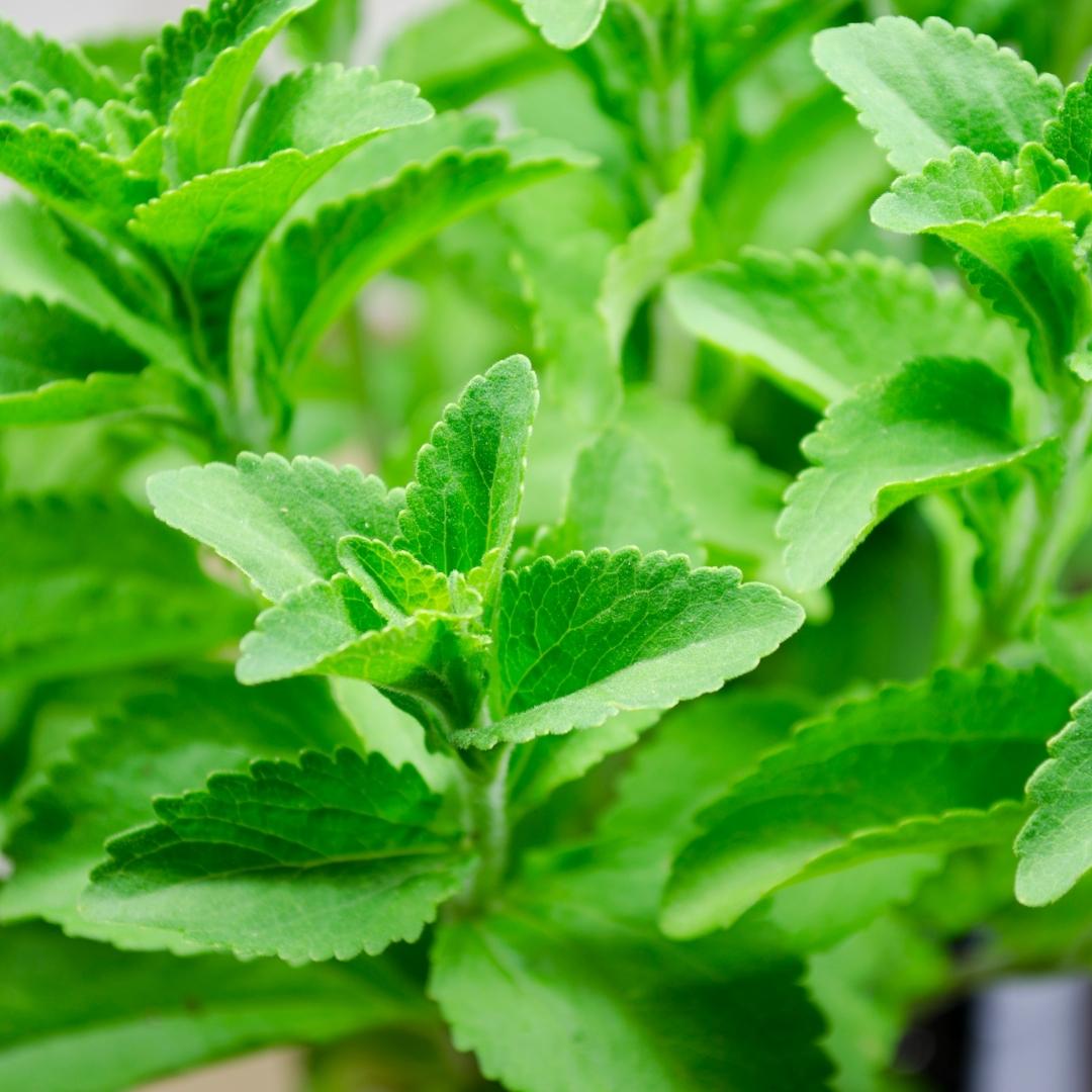 Stevia our sweetener of choice